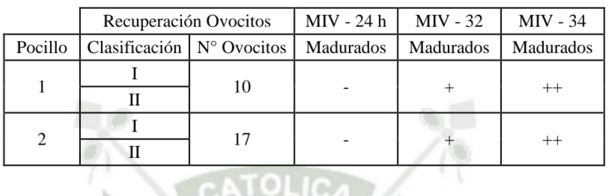 Tabla N° 10. Evaluación de tiempos para MIV de ovocitos de alpaca. 