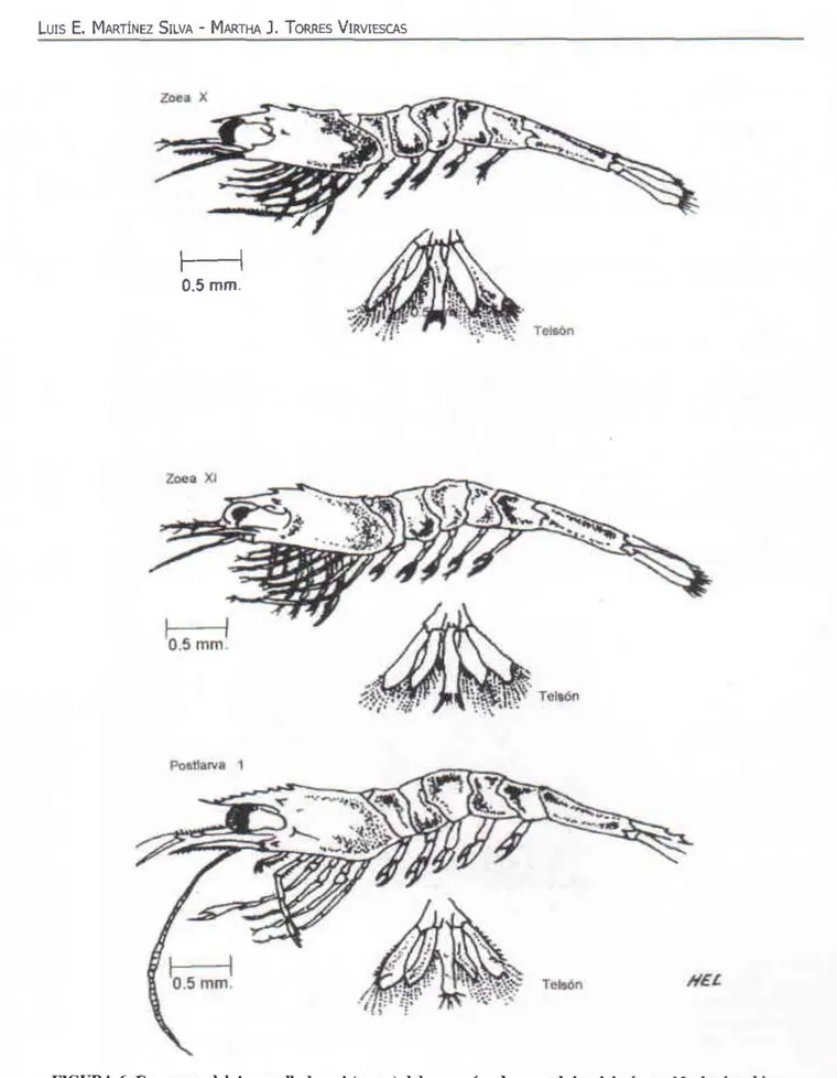 FIGURA 6. Esquemas del desarrollo larval (zoeas) del  camarón  de agua dulce del género Machrobrachium  (zoeas X a  XI,  vista  lateral) 