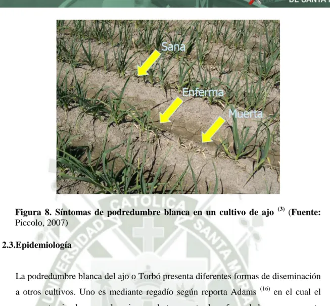 Figura  8.  Síntomas  de  podredumbre  blanca  en  un  cultivo  de  ajo  (3) (Fuente: 
