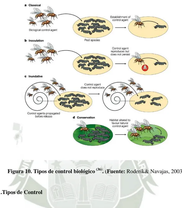 Figura 10. Tipos de control biológico  (36) . (Fuente: Roderik&amp; Navajas, 2003) 