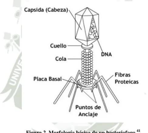 Figura 2. Morfología básica de un bacteriofago. 41 