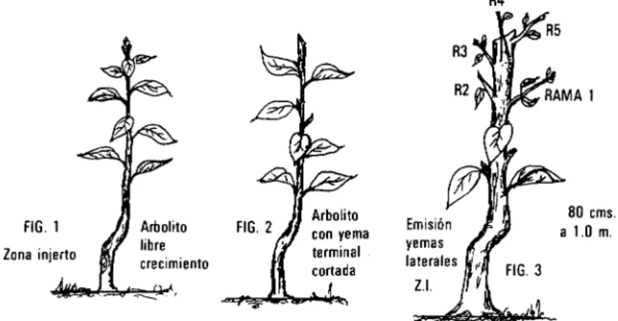 FIG. 1)  con yema