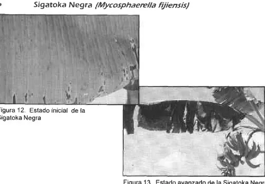 Figura 13. Estado avanzado de la Sigatoka Negra