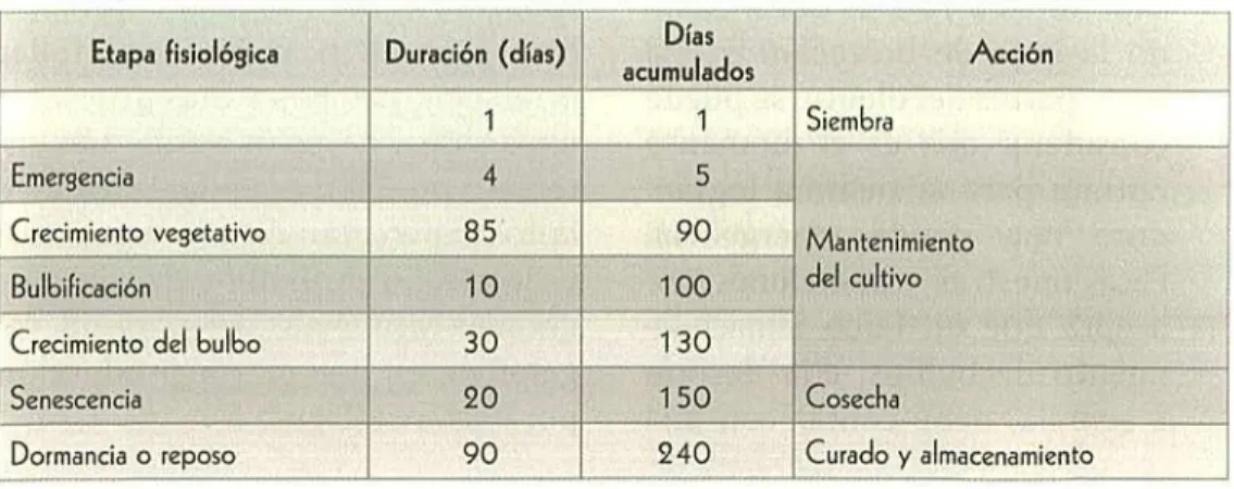 Tabla 2. Etapas fisiológicas y culturales del cultivo del ajo hasta la obtención de la semilla.