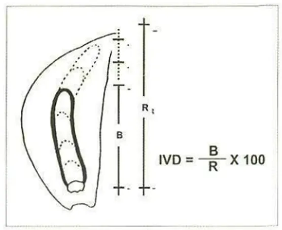 Figura 4. Corte longitudinal de un diente &#34;semi- &#34;semi-la de ajo para efectuar el cálculo del Indice  Vi-sual de Dormancia (IVD), según la fórmula que aparece arriba.