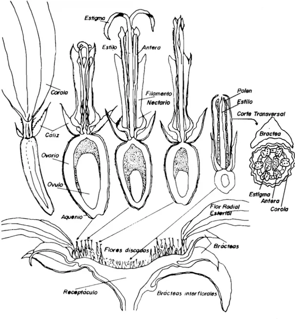 FIGURA 3. Características de la flor y sus diferentes partes (Knowles, 1978)