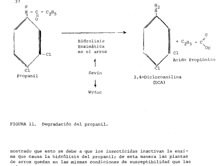 FIGURA  11.  Degradaci6n  del  propanil. 