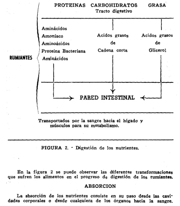 FIGURA  2.  - Digestión  de  los  nutrientes. 
