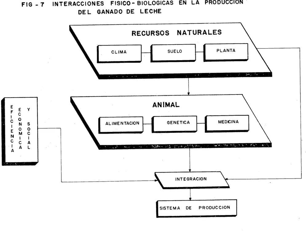 FIG - 7 INTERACCIONES FISICO- BIOLOGICAS EN LA PRODUCCION DEL GANADO DE LECHE
