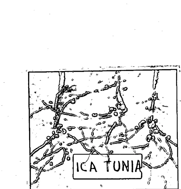 FIGURA 1. Nodulaci6n de la saya en el Valle del Cauca.