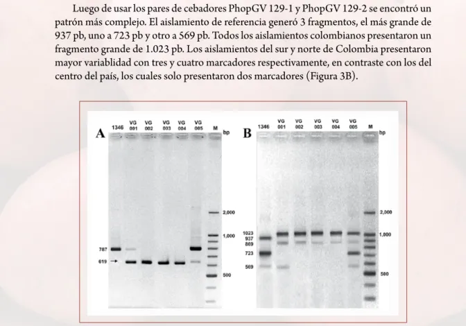 Figura 3. PCR semicuantitativo de los aislamientos colombianos de PhopGV y de referencia 1346