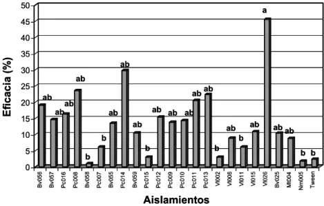 Figura 2. Efecto de los aislamientos nativos sobre ninfas de B. tabaci a los seis días  después de la aplicación.
