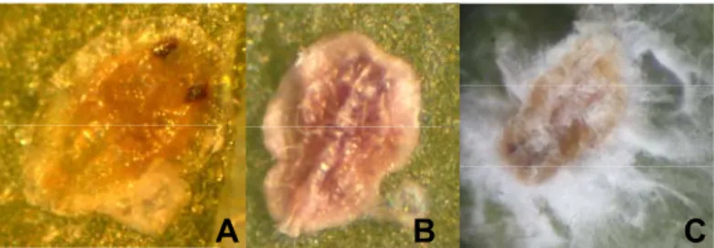Figura 4. Signos de infección en ninfas de B. tabaci por hongos entomopatógenos. A. 