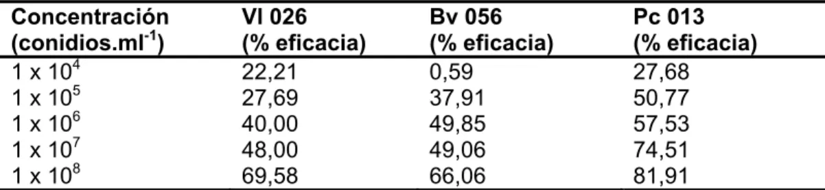Tabla 2. Porcentaje de eficacia ocasionado por los tres aislamientos seleccionados a  diferentes concentraciones sobre ninfas de Bemisia tabaci