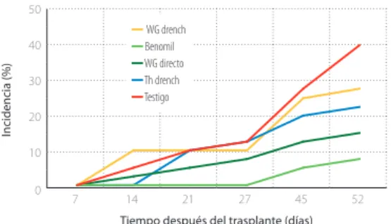 Figura 1. Efecto de las formas de aplicación del hongo  Trichoderma koningiopsis th003 sobre la incidencia de la  enfermedad moho blanco de la lechuga causada por sclerotinia  minor sc001