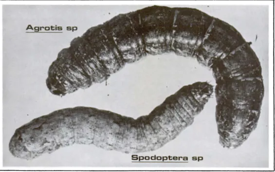 Figura 7.  Larvas de  Agrotis  spp.  y Spodoptera  spp. 