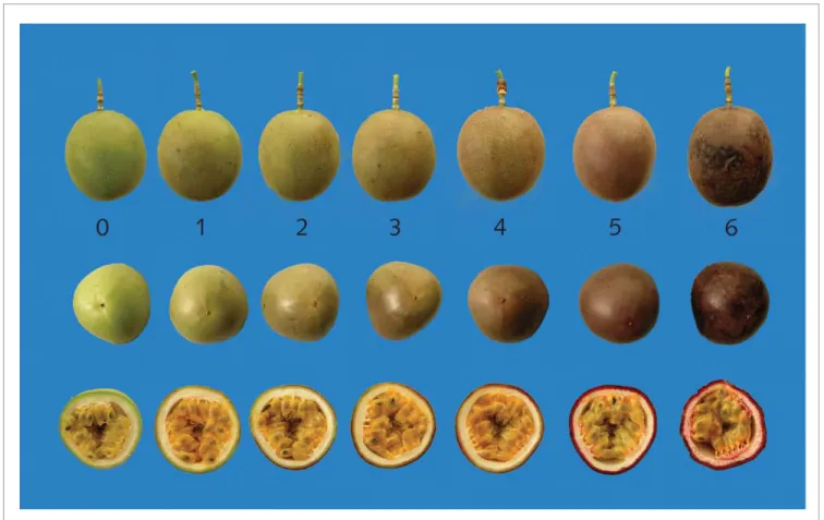 Figura 1. Tabla de color de frutos de gulupa (Passiflora edulis Sims.) durante 6 estados de madurez, desde totalmente verde (0)  hasta sobremaduro (6).