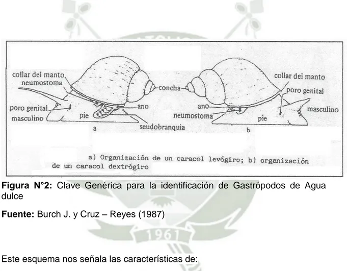Figura  N°2:  Clave  Genérica  para  la  identificación  de  Gastrópodos  de  Agua  dulce 