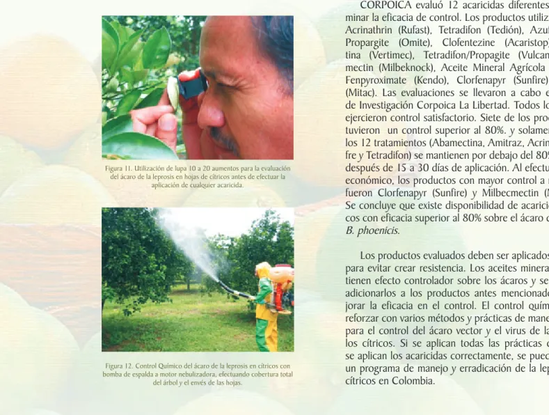 Figura 11. Utilización de lupa 10 a 20 aumentos para la evaluación  19