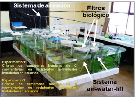 Fig.  10:  Sistema  de  acuarios  para  la  crianza  en  recipientes 