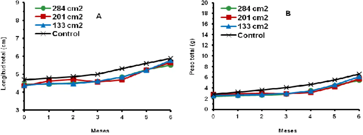 Fig.  13:  Variación  del  crecimiento  en  longitud  (A)  y  en  peso  (B)  de  hembras  de  C