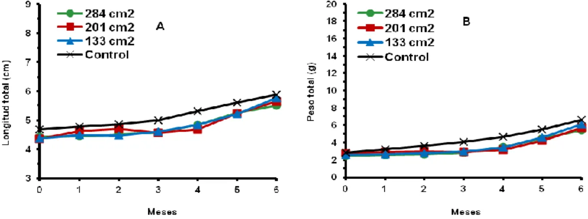 Fig.  13:  Variación  del  crecimiento  en  longitud  (A)  y  en  peso  (B)  de  hembras  de  C