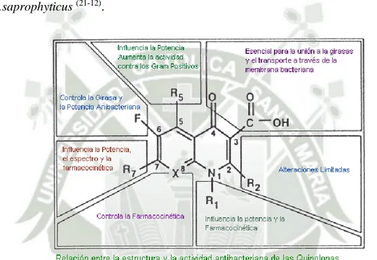 Figura Nº 4: Relación entre la estructura y la actividad    antibacteriana de las  quinolonas