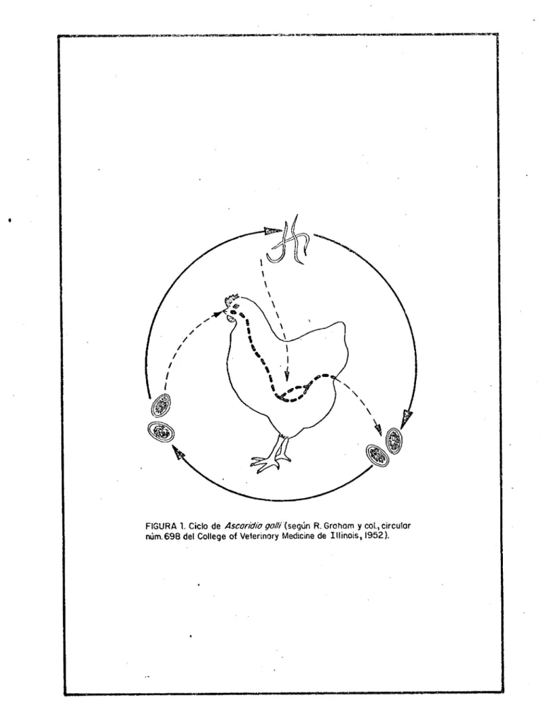 FIGURA 1. Ciclo de  Ascor/clio gal!!  (según R. Graham y col., circular rum. 698 deI College of Veterinary Medicine de Illinois, 1952).