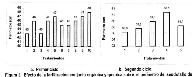 Figura 3. Efecto de la fertilización conjunta orgánica y química sobre el perímetro de seudotallo de plátano Dominico Hartón (Musa MB, Simmonds)