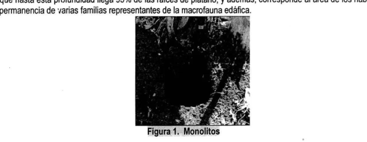 Figura  1.  Monolitos