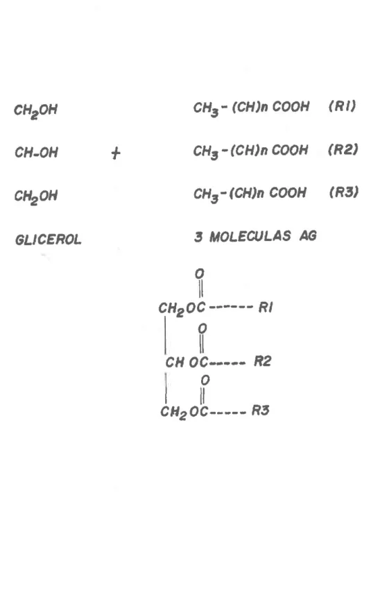 FIGURA  I.  ESTRUCTURA GENERAL DE  LOS LIPIDOS.