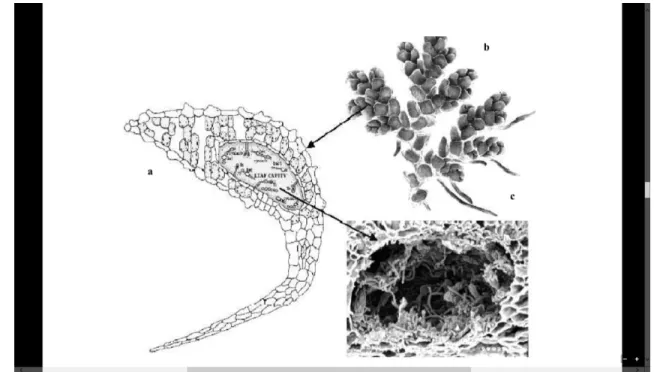 Figura 3. Ubicación de  Anabaena azollae Strass.  En Azolla filiculoides Lam.  
