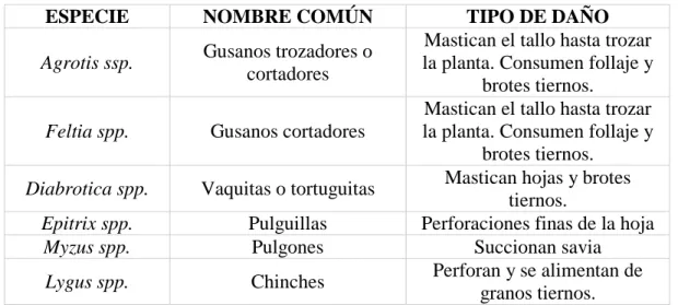 Tabla 2. Plagas de amaranto 