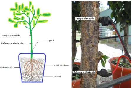 Figure 3.1 Electrode insertions in the tree trunk. 