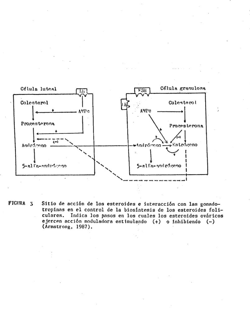 FIGURA  3  Sitio de acci6n de los esteroides e interacción con las gonado- gonado-tropinas en el control de la biosíntesis de los esteroides  foli-culares