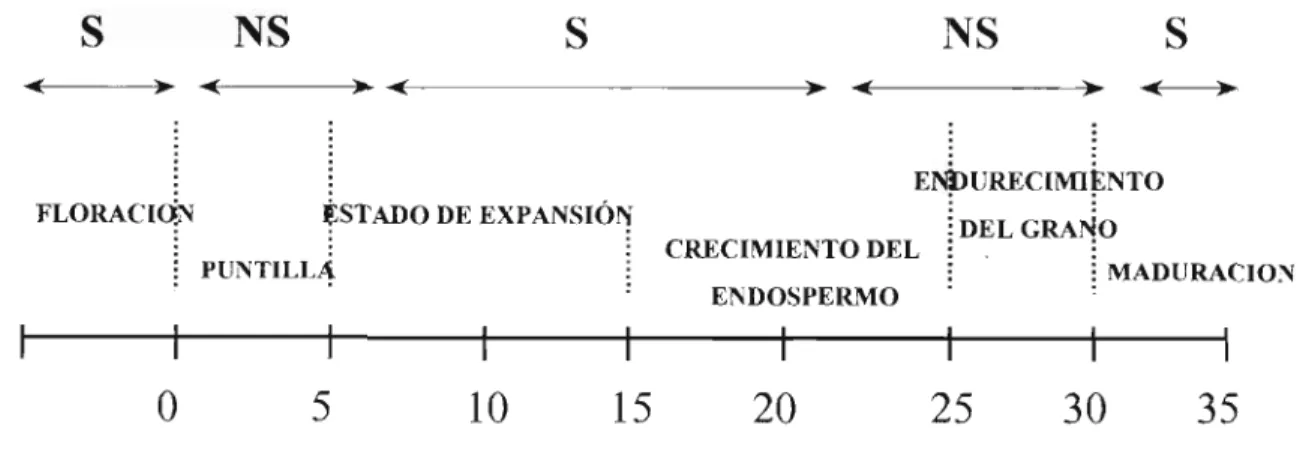 Figura 1. Desarrollo del fruto y susceptibilidad a C. Kahawae