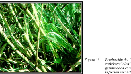 Figura 13. Producción del ‘‘látigo’’ típico del carbón en ‘‘lalas’’ o yemas laterales germinadas, como resultado de la infección secundaria.