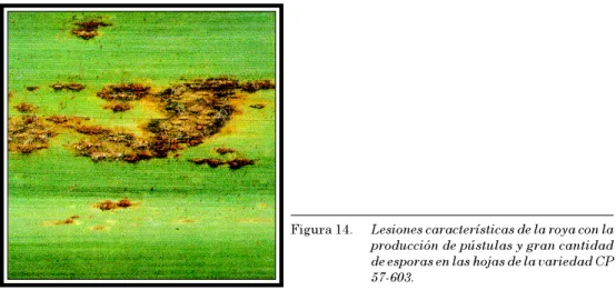 Figura 14. Lesiones características de la roya con la producción de pústulas y gran cantidad de esporas en las hojas de la variedad CP 57-603.
