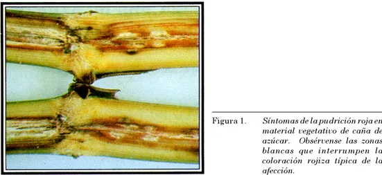 Figura 1. Síntomas de la pudrición roja en material vegetativo de caña de azúcar.  Obsérvense las zonas blancas que interrumpen la coloración rojiza típica de la afección.