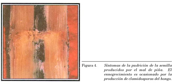 Figura 4. Síntomas de la pudrición de la semilla producidos por el mal de piña.  El ennegrecimiento es ocasionado por la producción de clamidosporas del hongo.