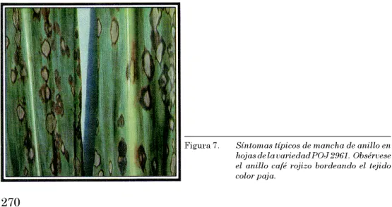 Figura 7. Síntomas típicos de mancha de anillo en hojas de la variedad POJ 2961.  Obsérvese el anillo café rojizo bordeando el tejido color paja.