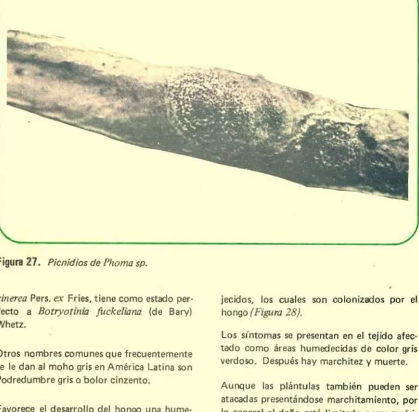 Figura 27.  Picnidios de  Phorna sp.
