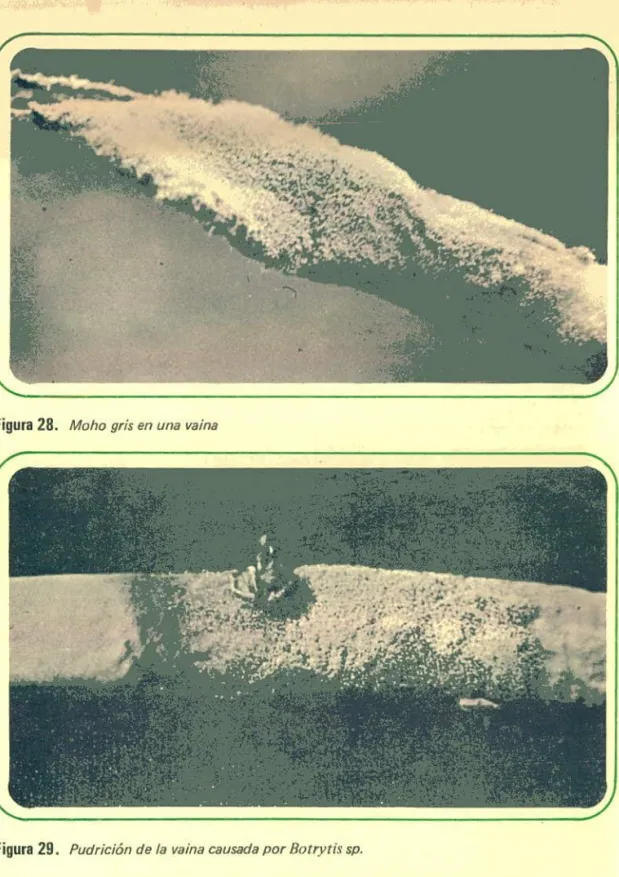 Figura 28. Moho gris en una vaina