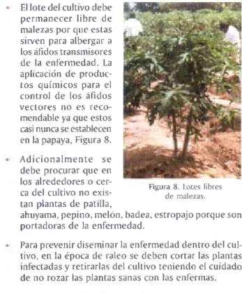 Figura 8.  I-oles libfes