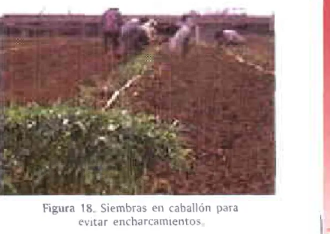 Figura 18  Siembras  en caballón  para evrtar  encharcamlentos