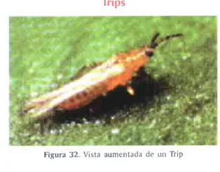 Figura  32  Vista aumentada  de un Trip