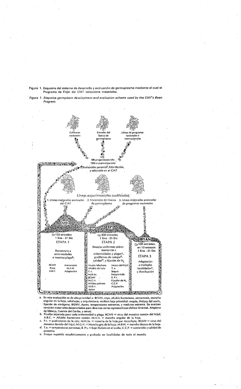 Figura 1. Esquema del sistema de desarrollo y  evaluación de germoplasma mediante el cual el Programa de Frijol del dAT selecciona materiales.