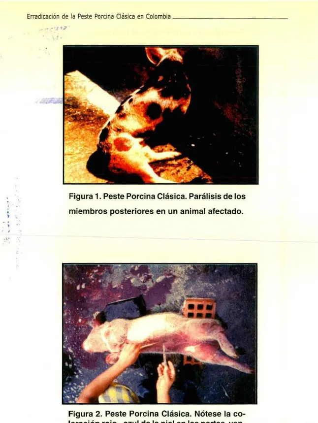 Figura 1. Peste Porcina Clásica. Parálisis de los miembros posteriores en un animal afectado.