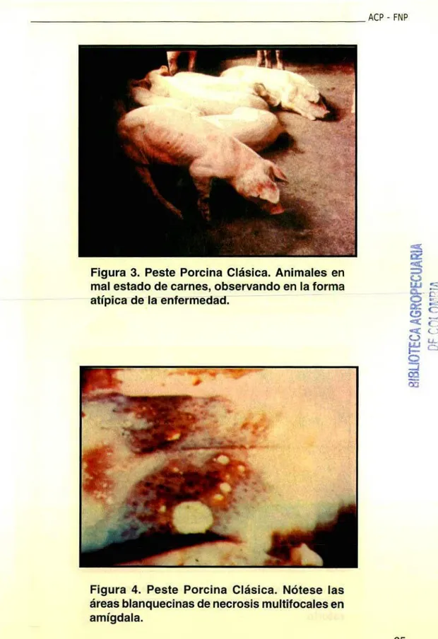 Figura 3. Peste Porcina Clásica. Animales en mal estado de carnes, observando en la forma atípica de la enfermedad.
