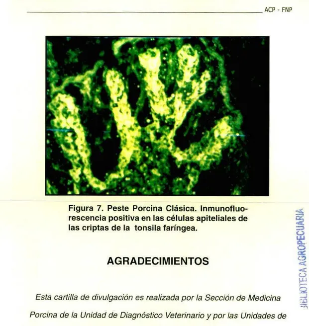 Figura 7. Peste Porcina Clásica. lnmunofluo- lnmunofluo-rescencia positiva en las células apitelia les de las criptas de la tonsila faríngea.